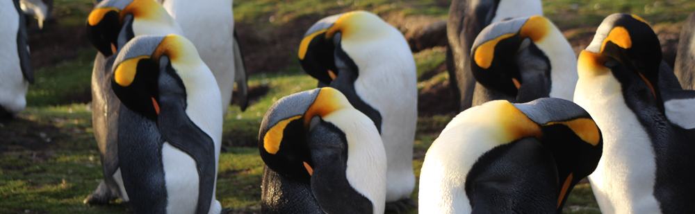 KING PENGUIN Aptenodytes p. patagonica 